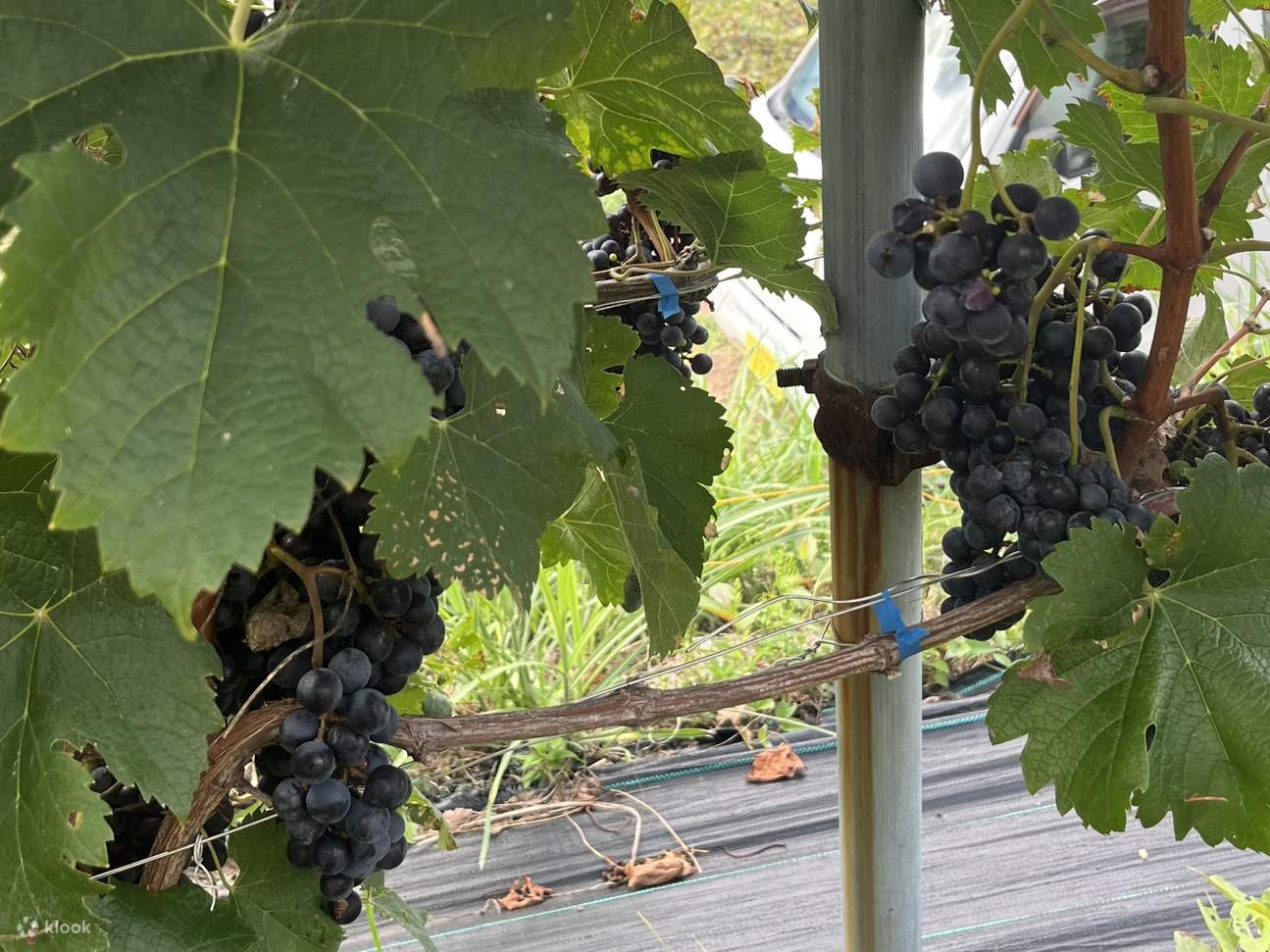 [Marusa Marche Fuefuki Branch] Farm Work and Dining Experience - Klook